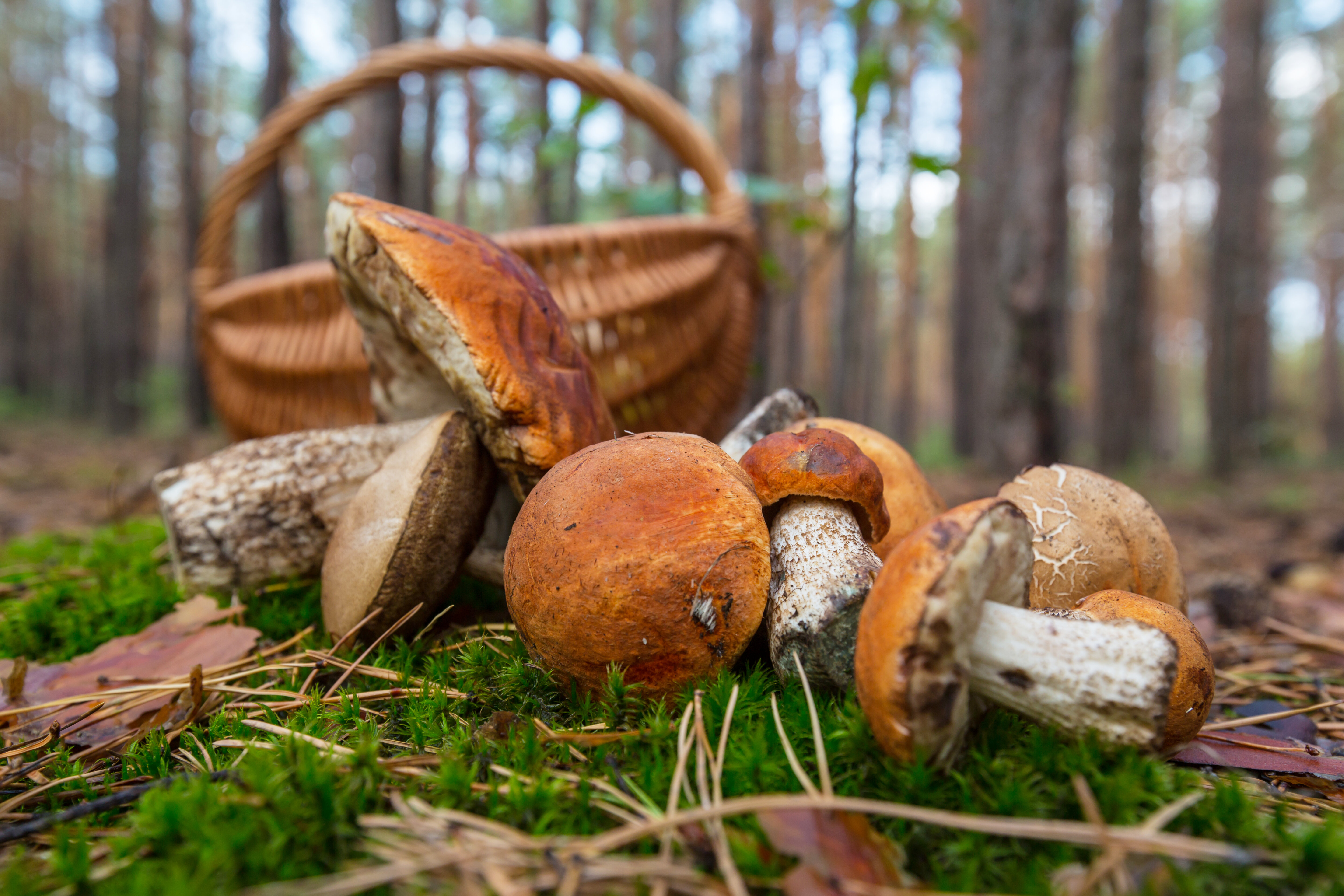 mushrooms in savona