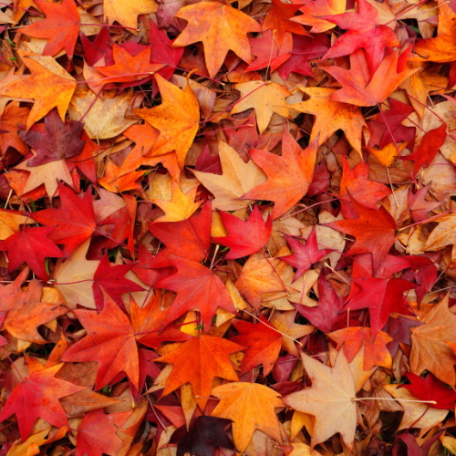 Festa d'Autunno a Santuario