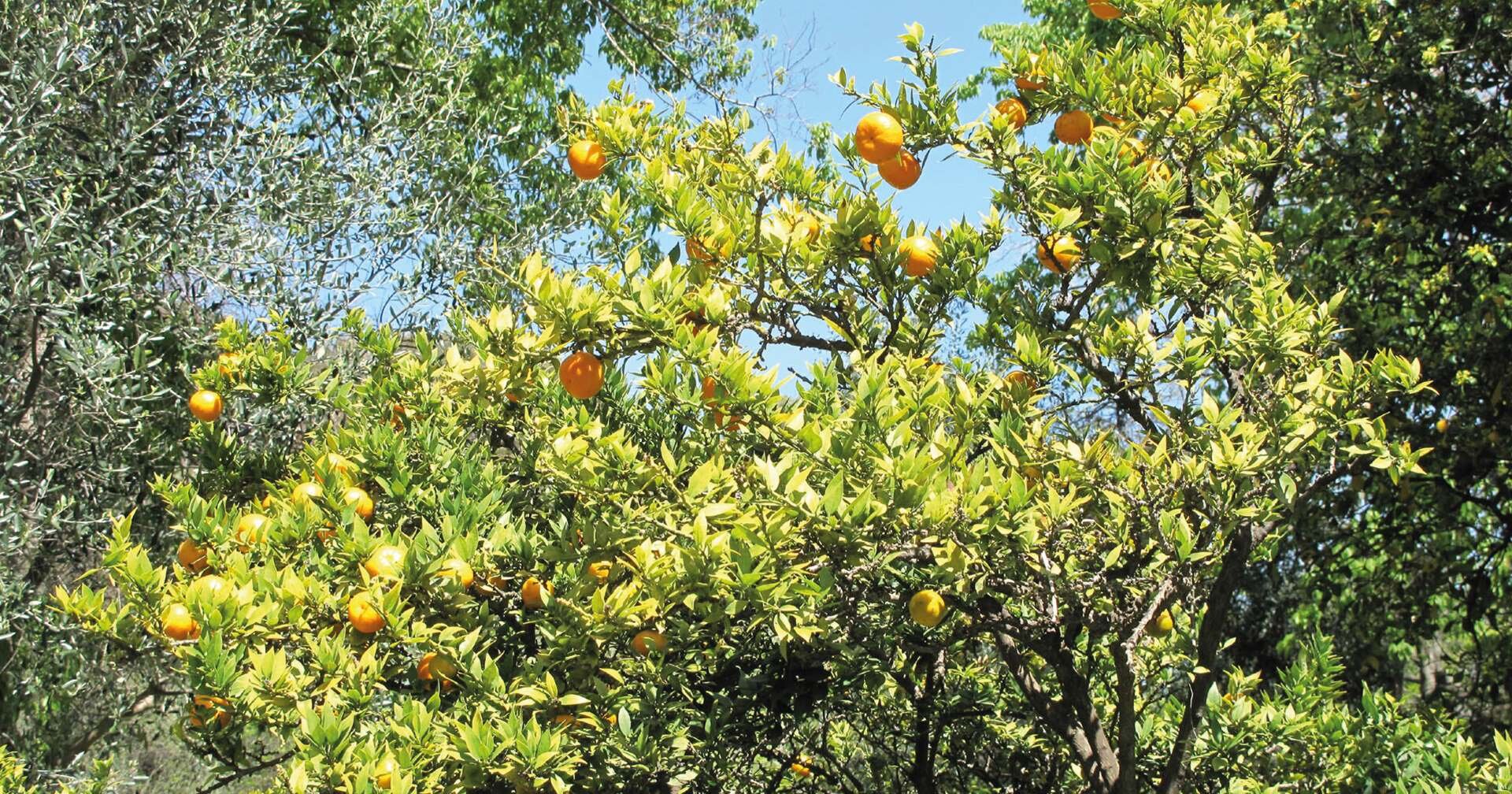 Chinotto | © Archivio Visitsavona Chinotto | © Archivio Visitsavona